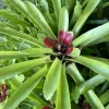 Bromeliad Live Plant in Pot - Large Tropical Indoor Houseplant - Image 1