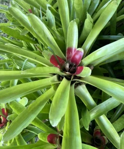 Bromeliad Live Plant in Pot - Large Tropical Indoor Houseplant - Image 1