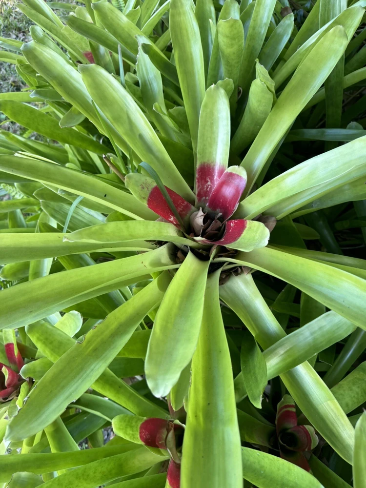 Bromeliad Live Plant in Pot - Large Tropical Indoor Houseplant - Image 1