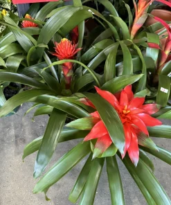 Bromeliad Live Plant in Vase - Exotic Houseplant Full Sun - Image 1