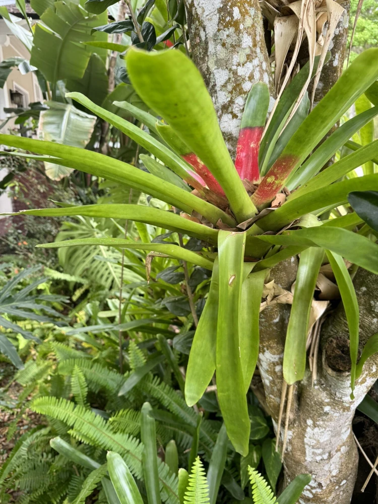 Bromeliad Live Plant - Large Potted Houseplant for Indoor Decor - Image 2