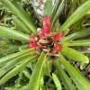 Bromeliad Live Plant - Large Potted Houseplant for Indoor Decor - Image 1