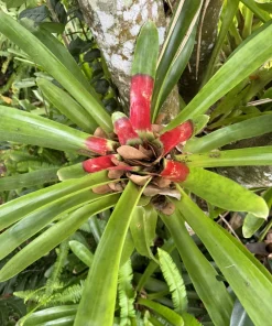Bromeliad Live Plant - Large Potted Houseplant for Indoor Decor - Image 1