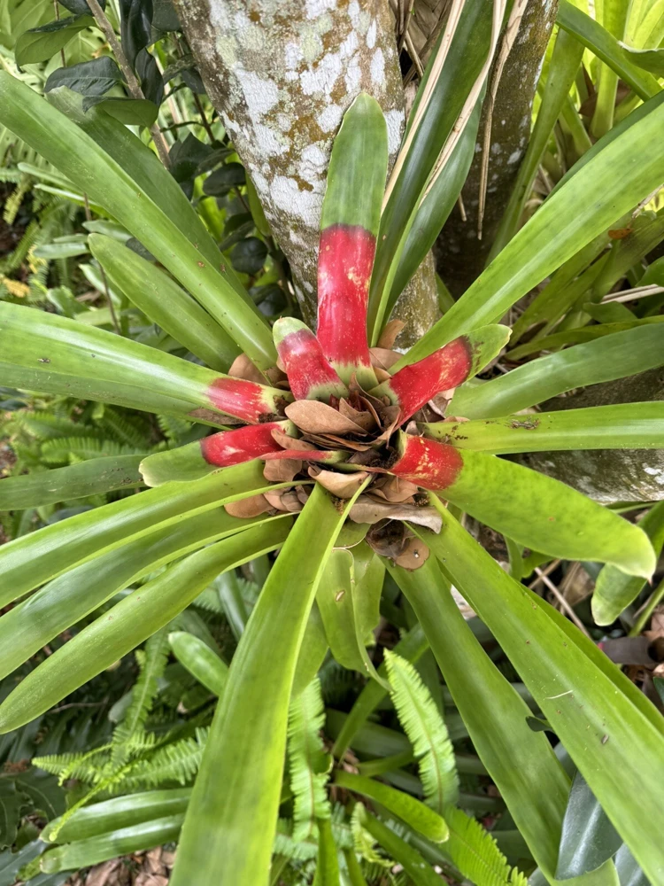 Bromeliad Live Plant - Large Potted Houseplant for Indoor Decor - Image 1