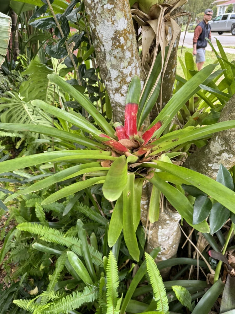 Bromeliad Live Plant - Large Potted Houseplant for Indoor Decor - Image 3