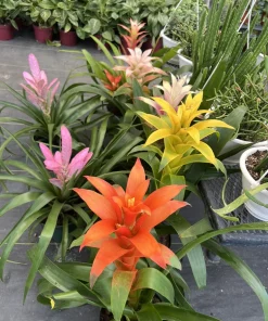 Bromeliad Live Plant - Tropical Flowering Indoor Houseplant - Image 2