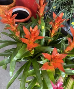 Bromeliad Live Plant - Tropical Flowering Indoor Houseplant - Image 3