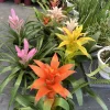 Bromeliad Live Plant - Tropical Flowering Indoor Houseplant - Image 1