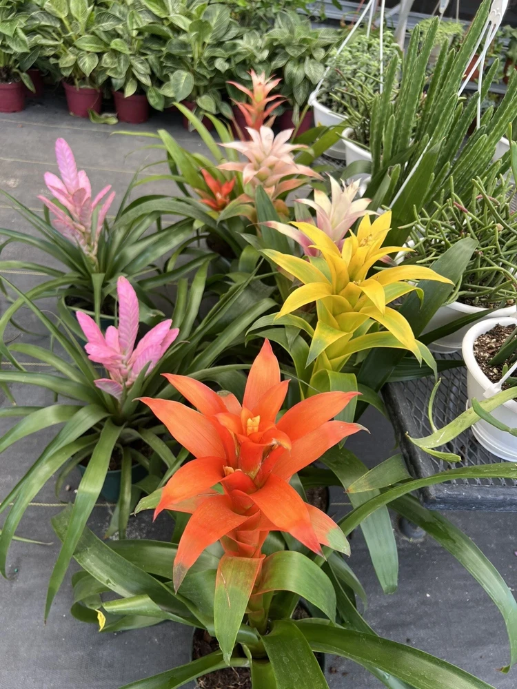 Bromeliad Live Plant – Vibrant Tropical Houseplant for Indoor Decor - Image 2