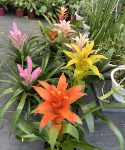Bromeliad Live Plant – Vibrant Tropical Houseplant for Indoor Decor - Image 1