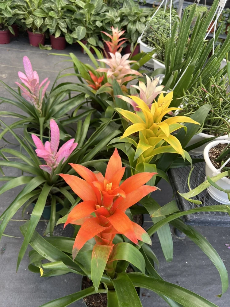 Bromeliad Live Plant – Vibrant Tropical Houseplant for Indoor Decor - Image 1