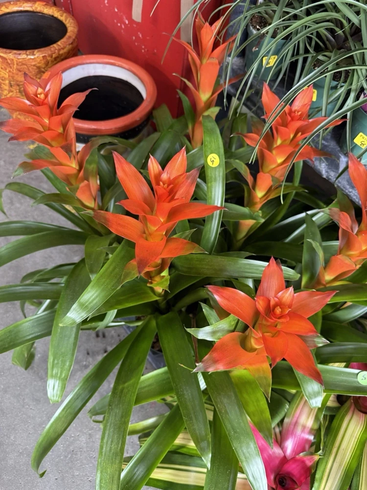 Bromeliad Live Plant – Vibrant Tropical Houseplant for Indoor Decor - Image 3