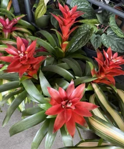 Bromeliad Live Plant – Vibrant Tropical Houseplant for Indoor Decor - Image 4