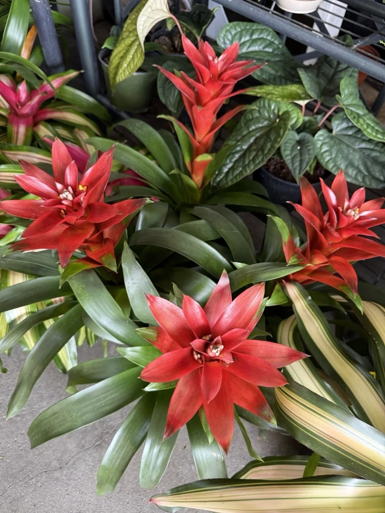 Bromeliad Live Plant – Vibrant Tropical Houseplant for Indoor Decor - Image 4
