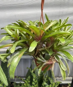 Bromeliad Neoregelia Live Plant – Potted Houseplant – Indoor Decor - Image 3