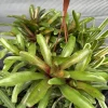 Bromeliad Neoregelia Live Plant – Potted Houseplant – Indoor Decor - Image 1