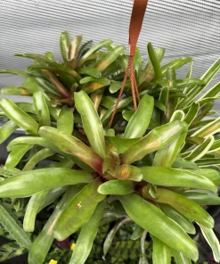 Bromeliad Neoregelia Live Plant – Potted Houseplant – Indoor Decor - Image 1