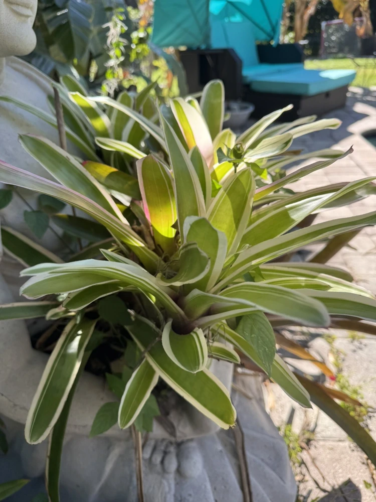 Bromeliad Neoregelia Ying Live Plant - Exotic Houseplant - Image 2
