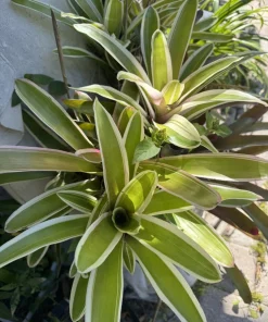 Bromeliad Neoregelia Ying Live Plant - Exotic Houseplant - Image 3