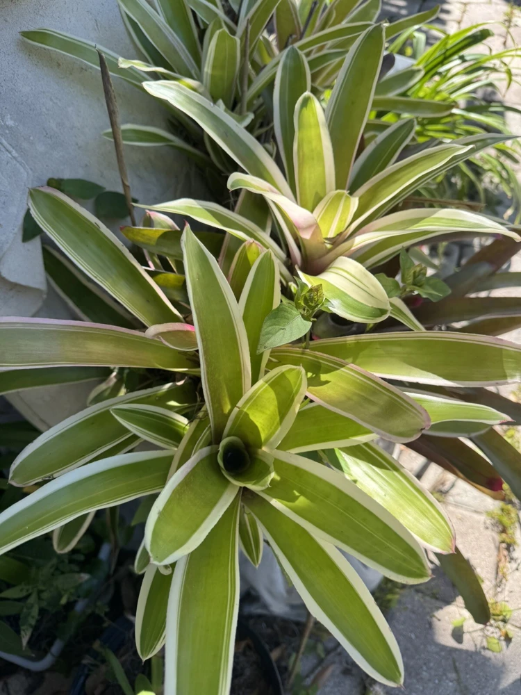 Bromeliad Neoregelia Ying Live Plant - Exotic Houseplant - Image 3