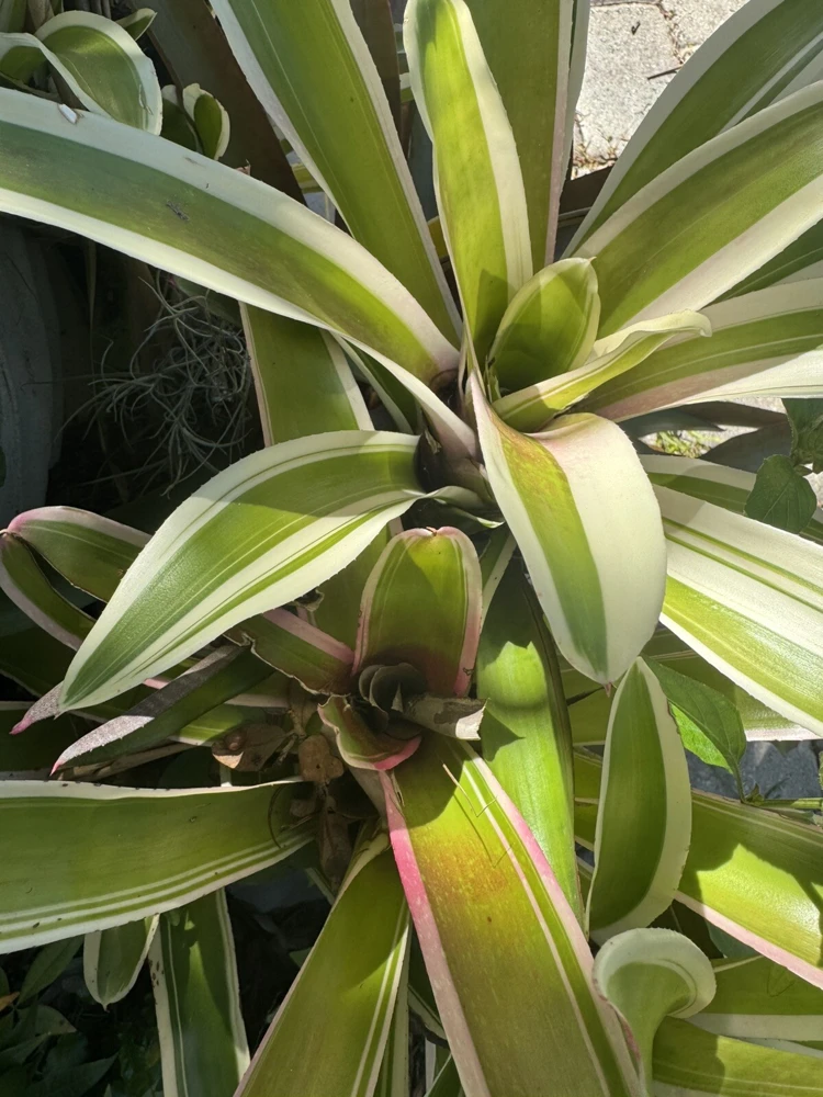 Bromeliad Neoregelia Ying Live Plant - Exotic Houseplant - Image 1