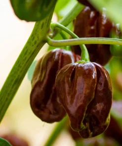 Brown Habanero Pepper Seeds - 50 Hot Capsicum Chinense Seeds - Image 2