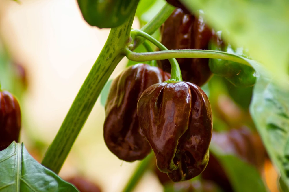 Brown Habanero Pepper Seeds - 50 Hot Capsicum Chinense Seeds - Image 2