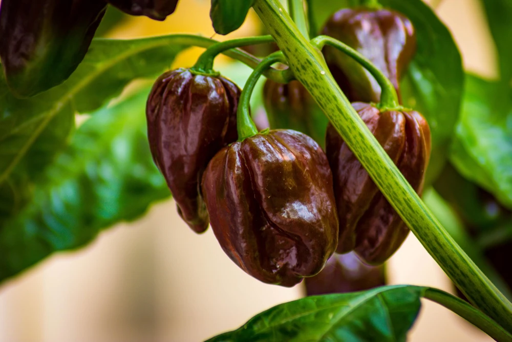Brown Habanero Pepper Seeds - 50 Hot Capsicum Chinense Seeds - Image 3