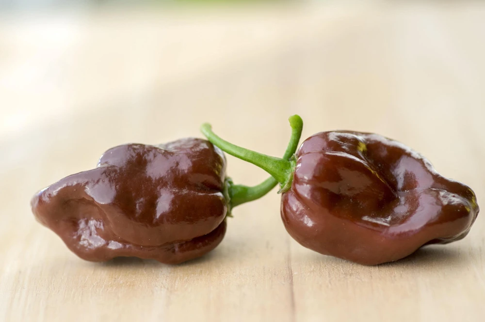 Brown Habanero Pepper Seeds - 50 Hot Capsicum Chinense Seeds - Image 4