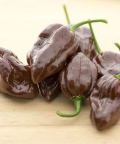 Brown Habanero Pepper Seeds - 50 Hot Capsicum Chinense Seeds - Image 5