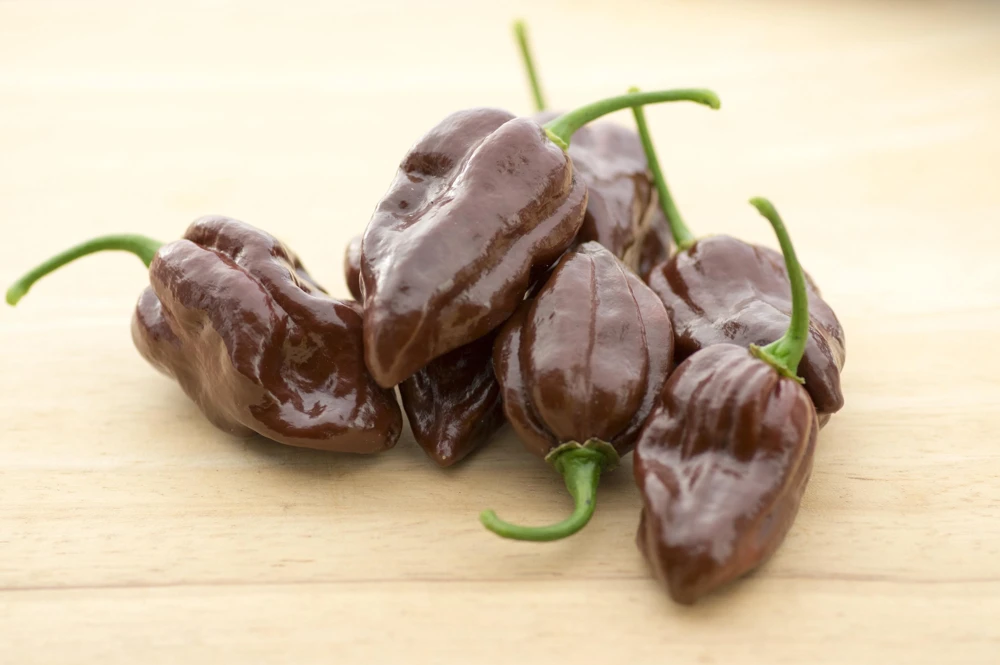 Brown Habanero Pepper Seeds - 50 Hot Capsicum Chinense Seeds - Image 5