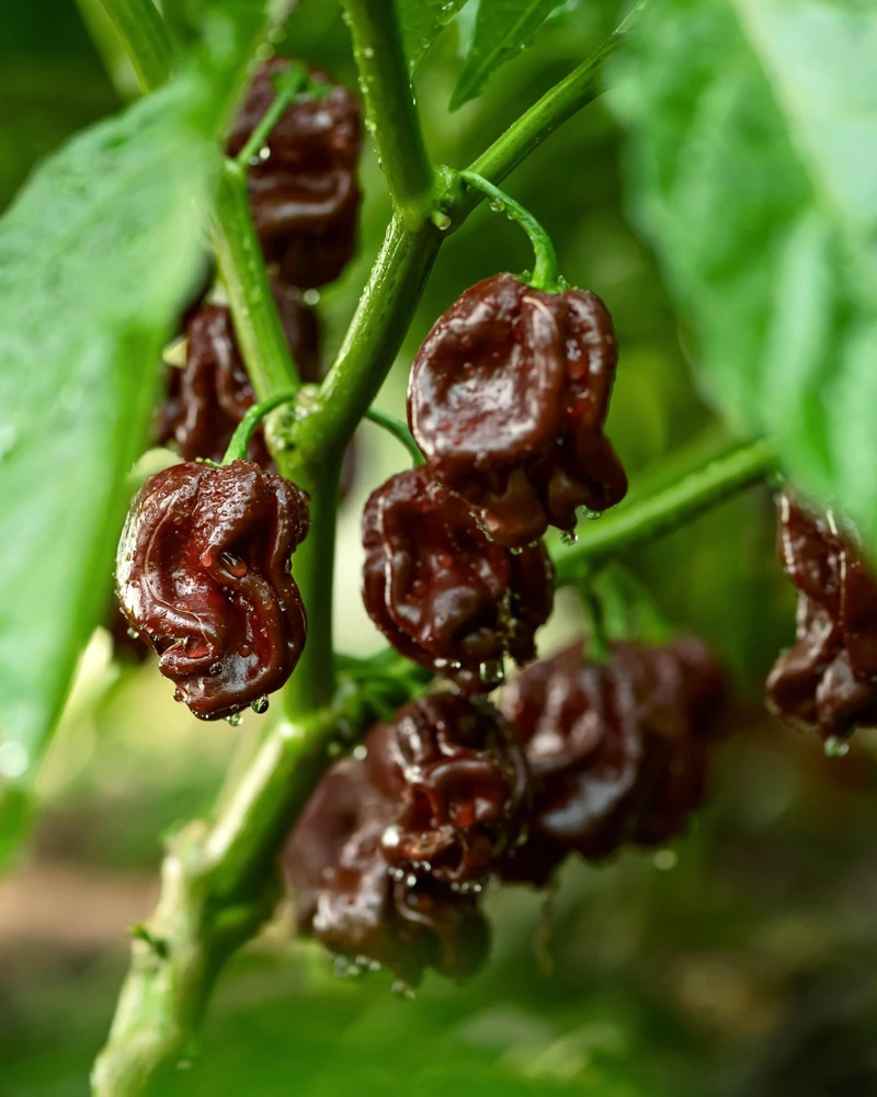 Brown Habanero Pepper Seeds - 50 Hot Capsicum Chinense Seeds - Image 1
