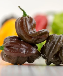 Brown Habanero Pepper Seeds - 50 Hot Capsicum Chinense Seeds - Image 6