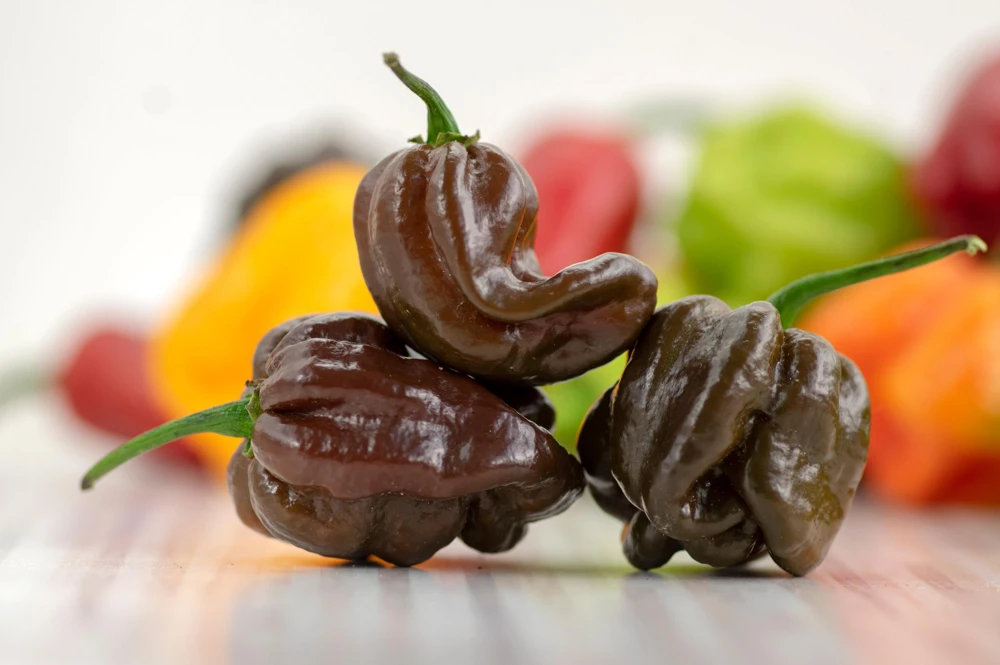 Brown Habanero Pepper Seeds - 50 Hot Capsicum Chinense Seeds - Image 6