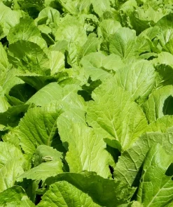 Brown Mustard Seeds Brassica Juncea - 1000 Vegetable Herb Seeds for Growing - Image 2