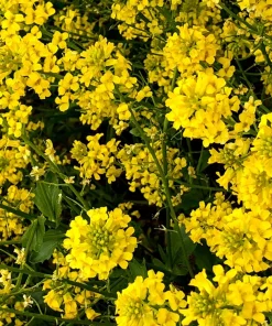 Brown Mustard Seeds Brassica Juncea - 1000 Vegetable Herb Seeds for Growing - Image 3