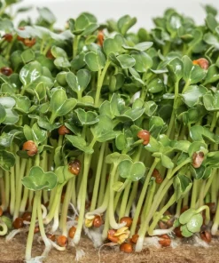 Brown Mustard Seeds Brassica Juncea - 1000 Vegetable Herb Seeds for Growing - Image 4
