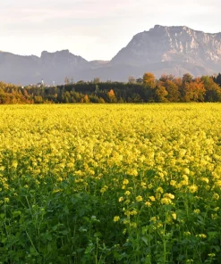 Brown Mustard Seeds Brassica Juncea - 1000 Vegetable Herb Seeds for Growing - Image 5