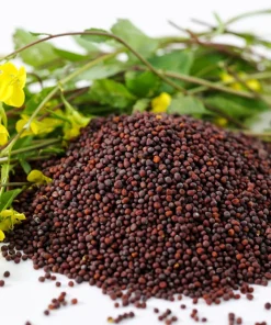 Brown Mustard Seeds Brassica Juncea - 1000 Vegetable Herb Seeds for Growing - Image 6