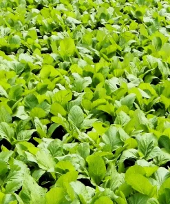 Brown Mustard Seeds Brassica Juncea - 1000 Vegetable Herb Seeds for Growing - Image 9