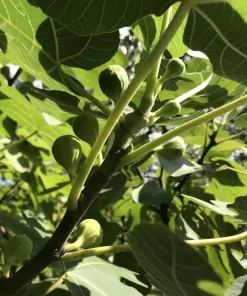 Brown Turkey Fig Cuttings - 5-Pack, 6-8 Inch, Easy to Root Ficus Carica for Outdoor Planting - Image 2