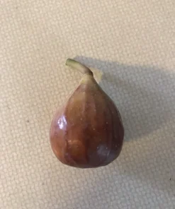 Brown Turkey Fig Cuttings - 5-Pack, 6-8 Inch, Easy to Root Ficus Carica for Outdoor Planting - Image 4