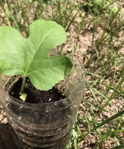 Brown Turkey Fig Cuttings - 5-Pack, 6-8 Inch, Easy to Root Ficus Carica for Outdoor Planting - Image 5