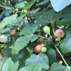 Brown Turkey Fig Cuttings - 5-Pack, 6-8 Inch, Easy to Root Ficus Carica for Outdoor Planting - Image 1