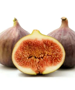 Brown Turkey Fig Tree Live Plant, 5-9" Tall, Cold Hardy, Zone 7-9, Sweet Double Harvest Fruit - Image 1