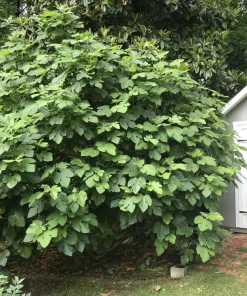 Brown Turkey Fig Tree Live Plant, 5-9