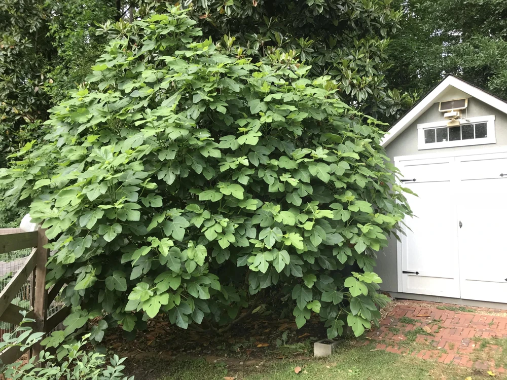 Brown Turkey Fig Tree Live Plant, 5-9" Tall, Cold Hardy, Zone 7-9, Sweet Double Harvest Fruit - Image 3