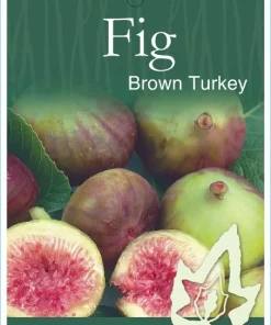 Brown Turkey Fig Tree Live Plant, 5-9