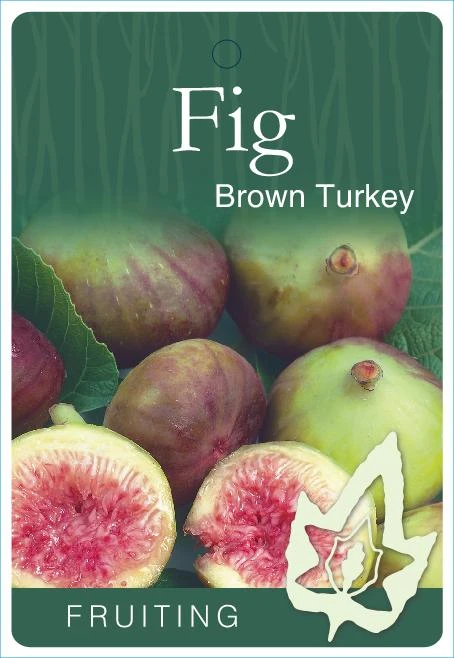 Brown Turkey Fig Tree Live Plant, 5-9" Tall, Cold Hardy, Zone 7-9, Sweet Double Harvest Fruit - Image 5