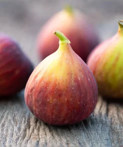 Brown Turkey Fig Tree Live Plant, 5-9